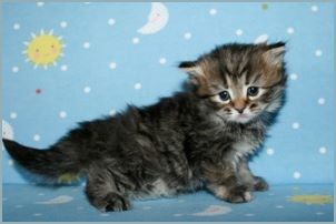 Female Siberian Kitten from Deedlebug Siberians